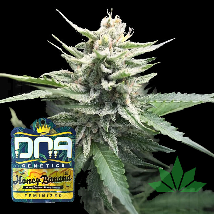DNA Genetics - Honey Banana S1 5stk. Fem.