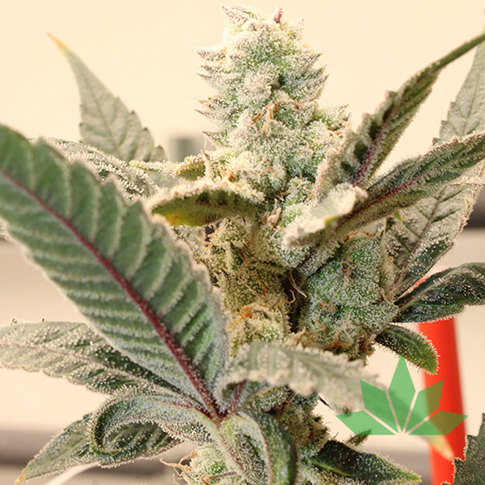Terphogz HONEY BANANA ZUAVA – Feminized - 10 Seeds