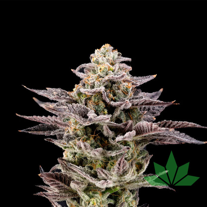 Nine Weeks Harvest - HOT WHEELZ - Feminized - 6 Seeds – Ansicht 2