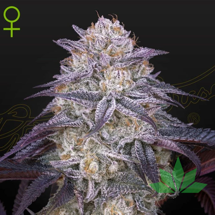 Green House Seed - Kings Juice - Automatic - 3 Seeds