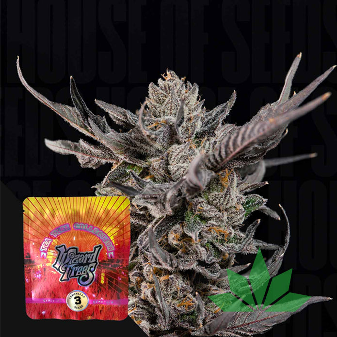 Wizard Trees – Knightcap | 3 Feminisierte Samen