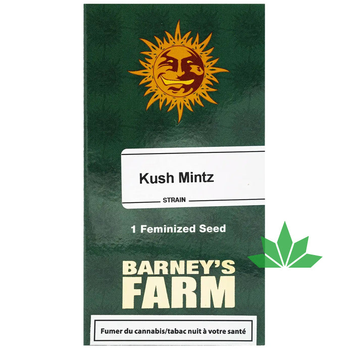 Barney's Farm - KUSH MINTZ  - Feminsiert - 3 Seeds
