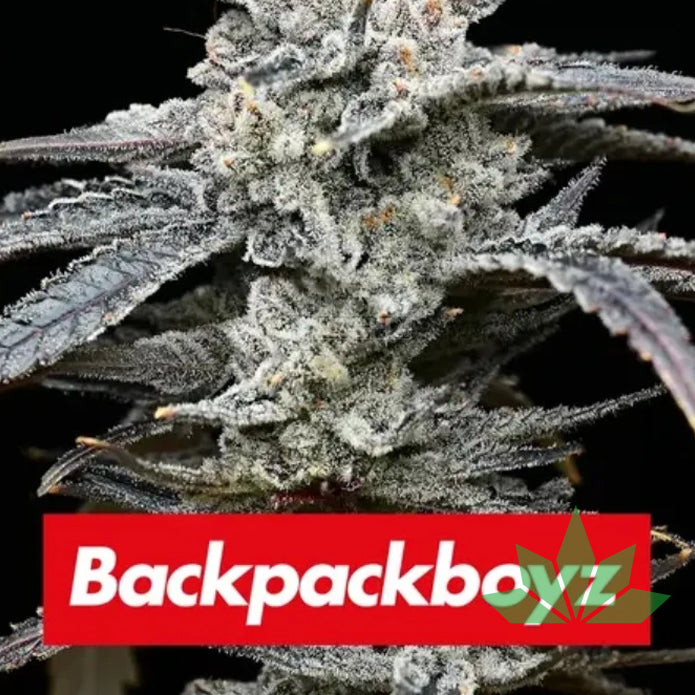 Lemon Cherry Gelato - Barneys Farm feminisiert 3er Pack