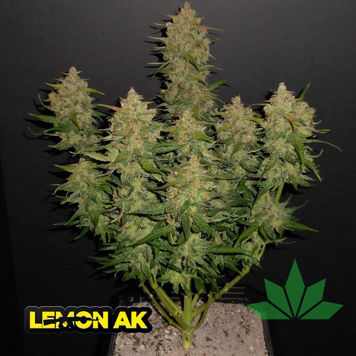 Fast Buds Lemon AK - Automatic Fem 3St.