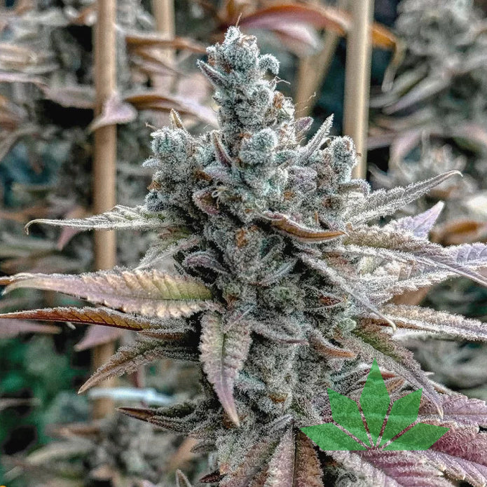 Lemon Elixir – Solfire Seeds | FEM. 6