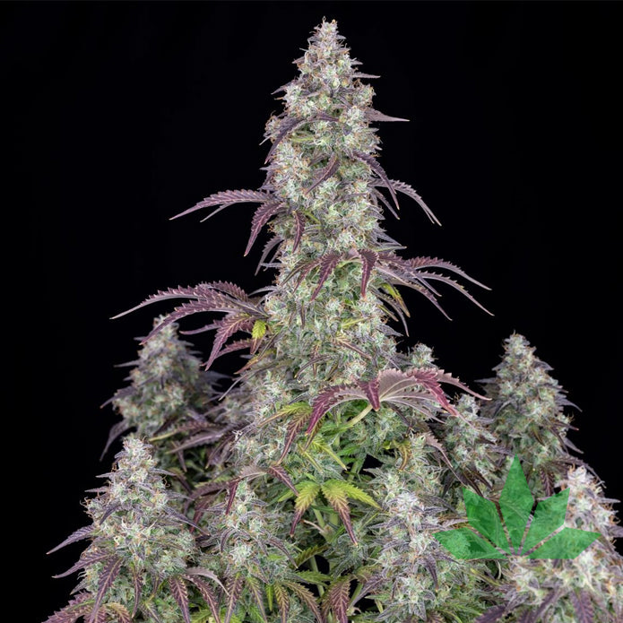 Fast Buds Lemon Pie - Automatic Fem 3St.