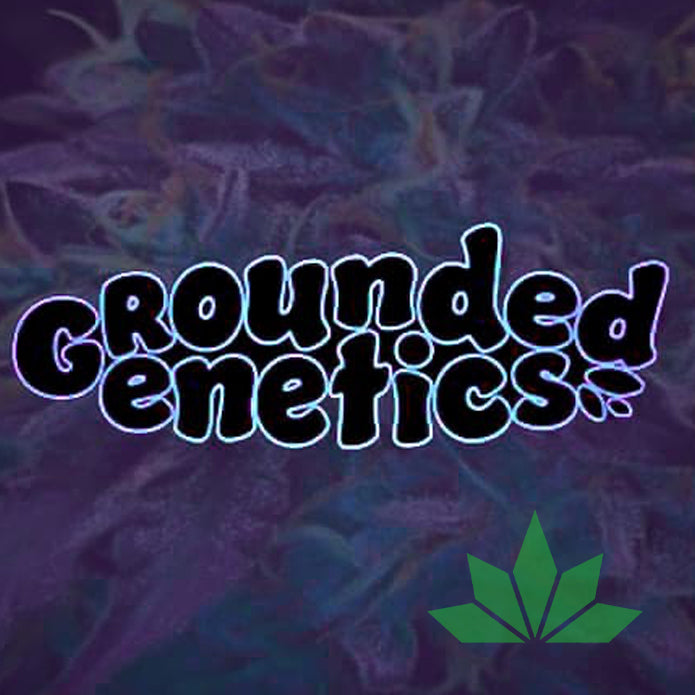 Grounded Genetics – Lime Drizzle | 7 Feminisierte Samen