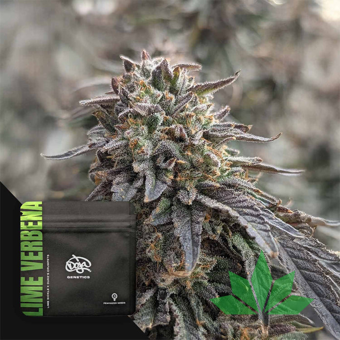 Doja - Lime Verbena - Feminisiert 3.Stk