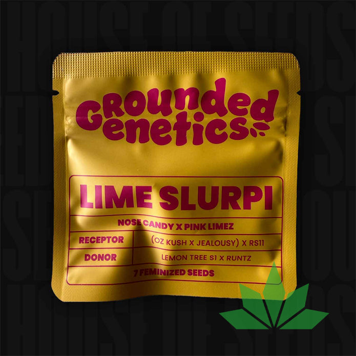 Grounded Genetics – Lime Slurpi | 7 Feminisierte Samen