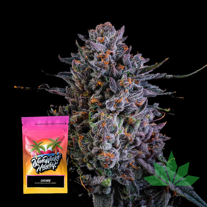 Nine Weeks Harvest - Lychee - Feminized - 6 Seeds
