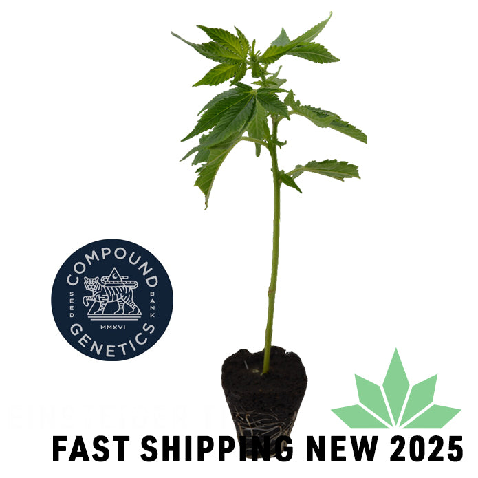 Marshmallow O.G Steckling - FAST SHIPPING