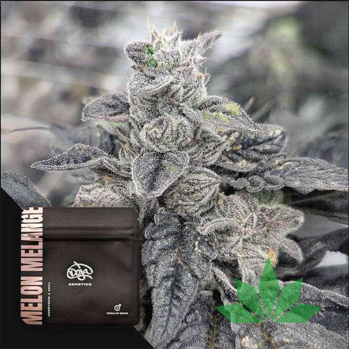 Doja - Melon Melange - Regulare 3.Stk