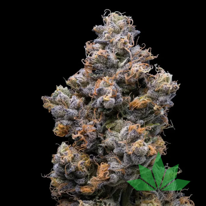 Miami Yayo – Cookies Seeds | FEM. 3