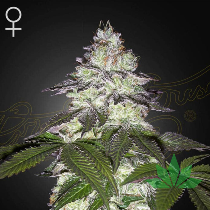 Green House Seed - Milky Dreams - 3 Seeds Fem.