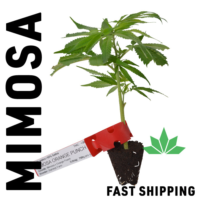 Mimosa Steckling - FAST SHIPPING