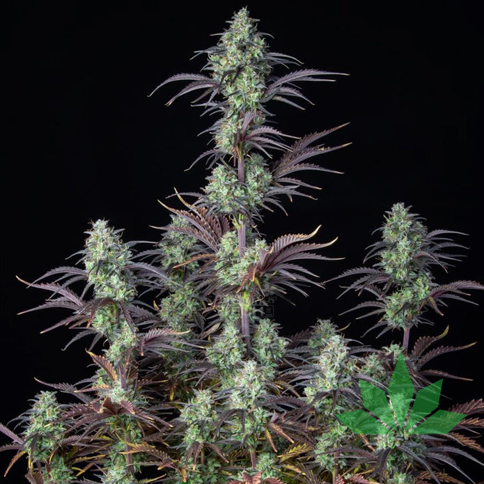Fast Buds Mimosa Cake - Automatic Fem 3St.