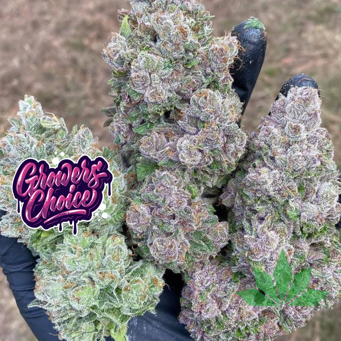 Growers Choice - Mimosa Gusher Limited Edition Fem 3.Stk – Ansicht 2
