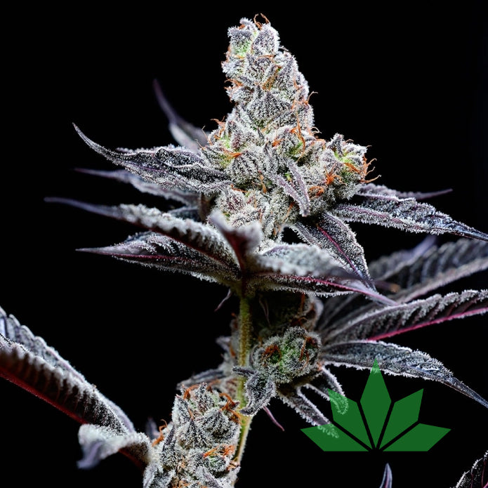 Mind Fuck – Cookies Seeds | FEM. 3