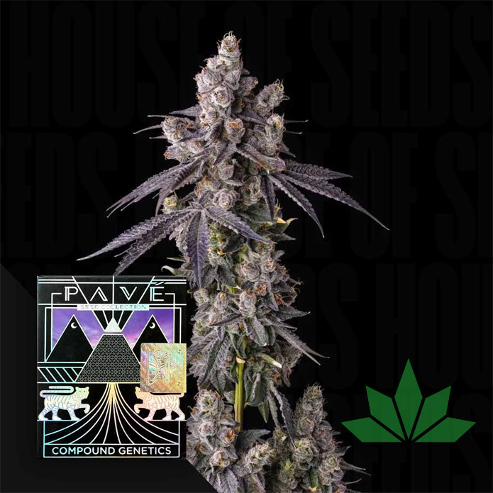 Compound Genetics - Mora Azul - Feminized 3 Stk