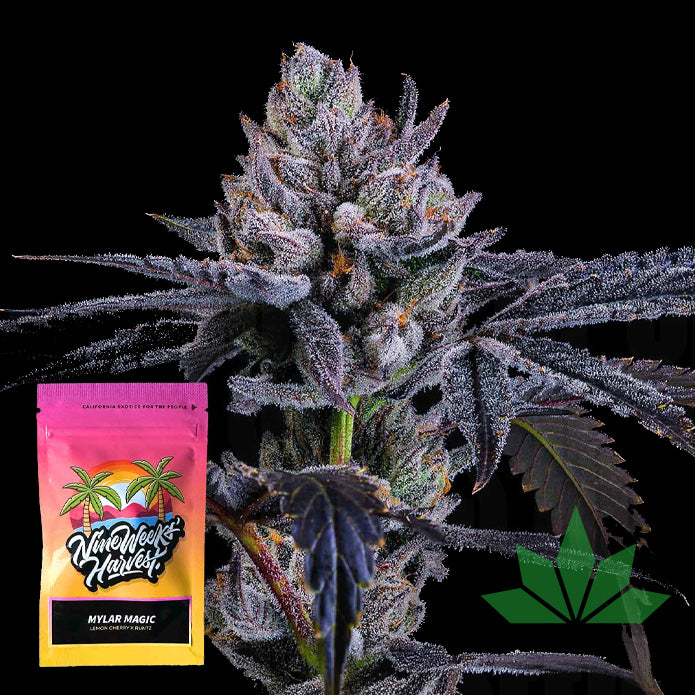 Nine Weeks Harvest - Mylar Magic - Feminized - 6 Seeds