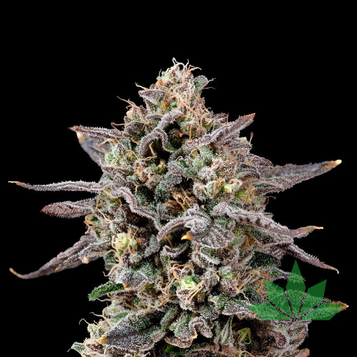 Nine Weeks Harvest - ZTILTON - Feminisiert - 6 Seeds – Ansicht 2