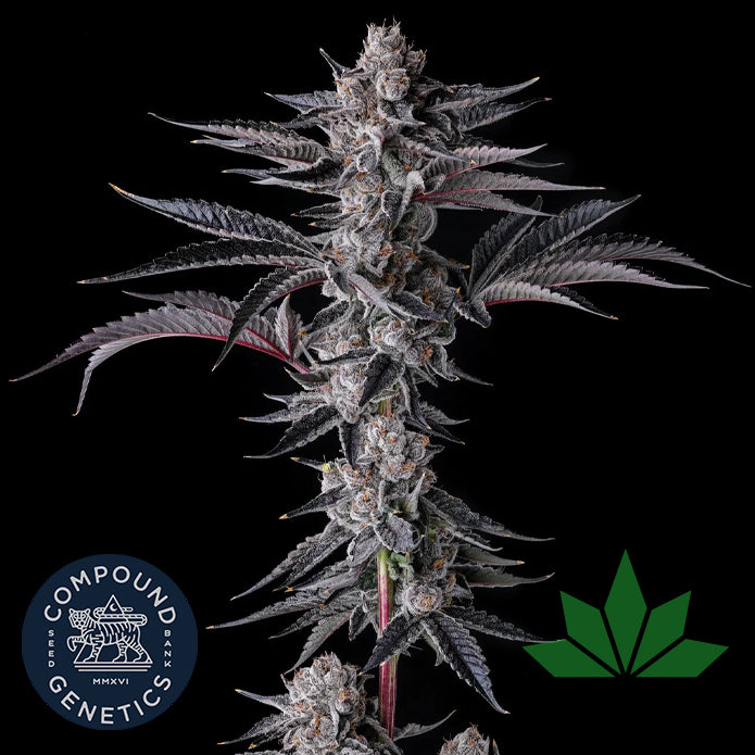 Compound Genetics - NEW MONEY - Feminized 3 Stk