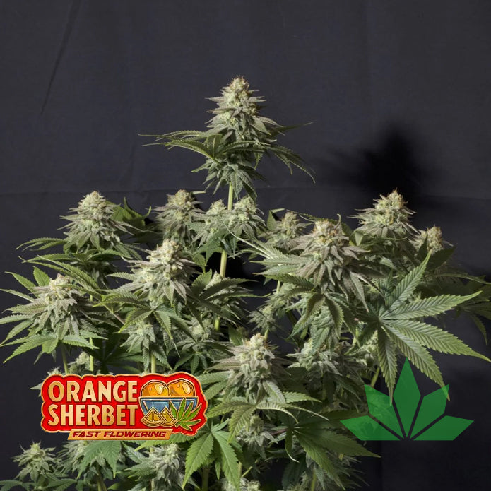 Orange Sherbet FF - Fem 3St.