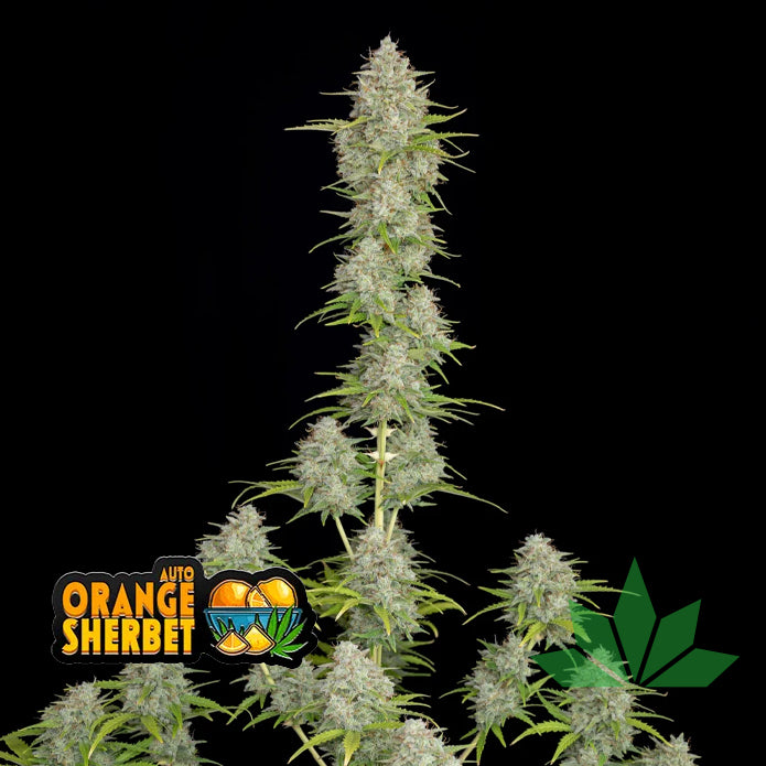 Orange Sherbet - Automatic Fem 3St.