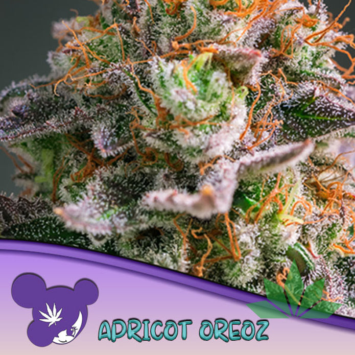 Anesia Apricot Oreoz Fem. 3St.