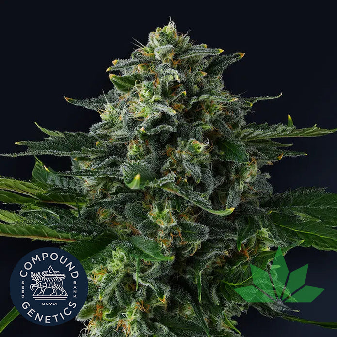 Compound Genetics - PHILBO BAGGINS - Feminized 3 Stk