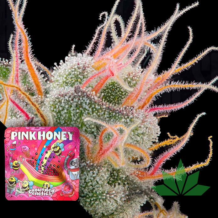 GROUNDED GENETICS -  Pinkhoney  7Stk. Fem.