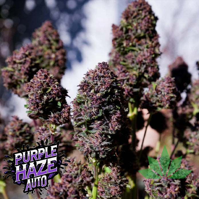 Purple Haze - Automatic Fem 3St.