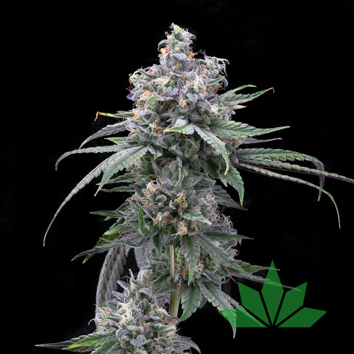 Pie Piss – Cookies Seeds | FEM. 3