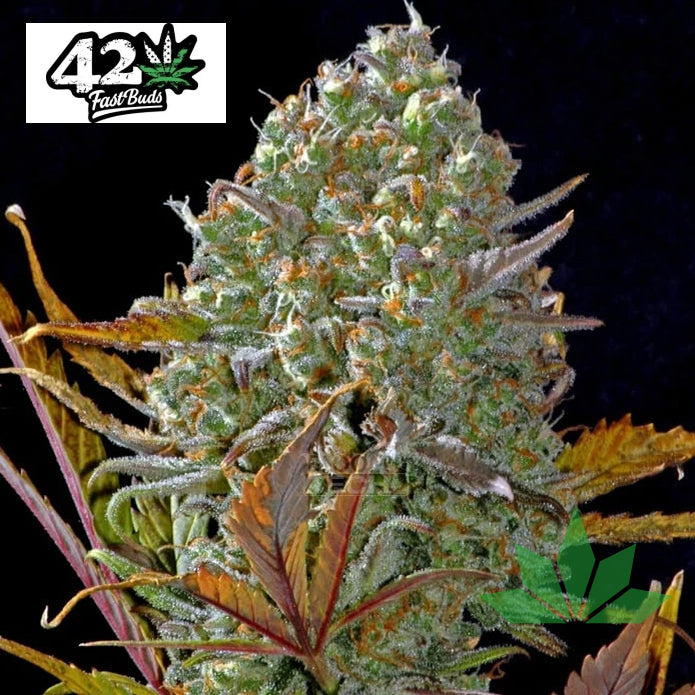 Fast Buds Pineapple Express - Automatic Fem 3St.
