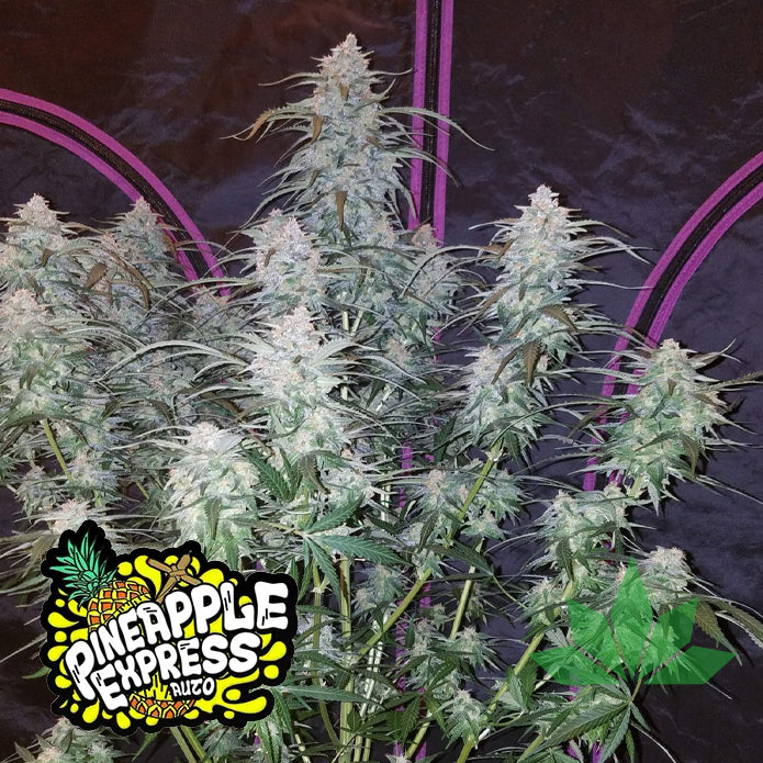 Fast Buds Pineapple Express - Automatic Fem 3St.