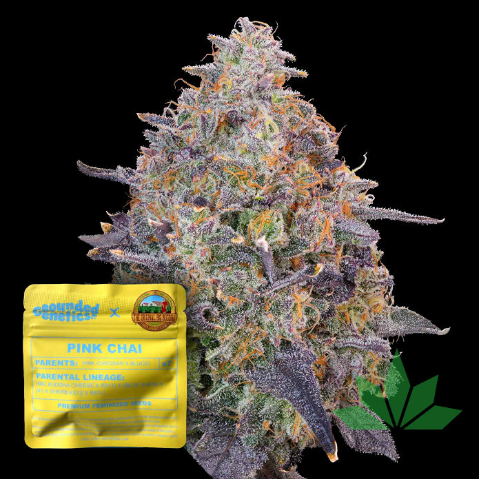 GROUNDED GENETICS - Pink Chai 7Stk. Fem.