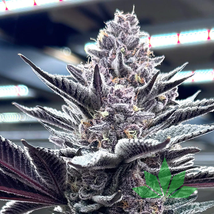 Pink Milk – Solfire Seeds | FEM. 6