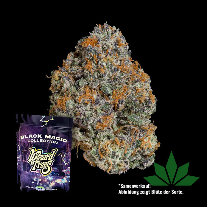 Wizard Trees - Potion 3.Stk Fem.