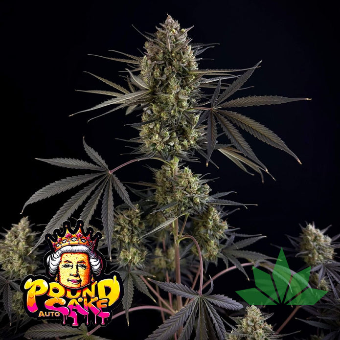 Fast Buds Pound Cake - Automatic Fem 3St.