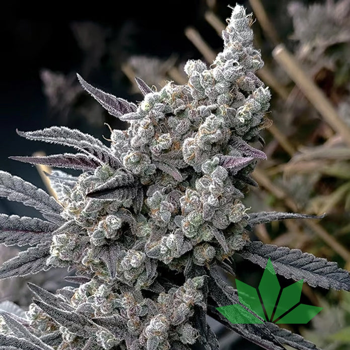 Pineapple Pucker – Solfire Seeds | FEM. 6