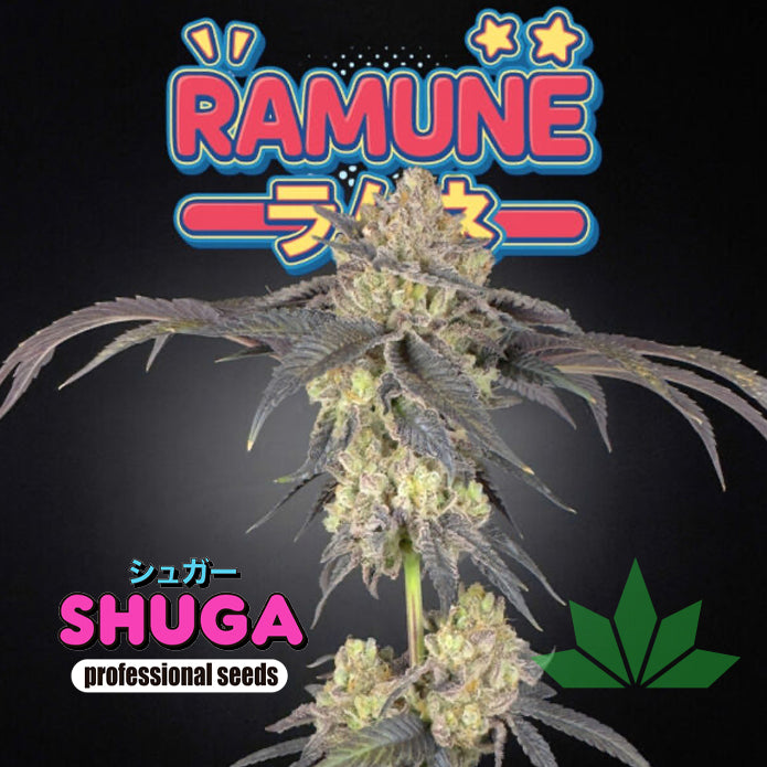 RAMUNE – Shuga Seeds 5 Stk. Fem.