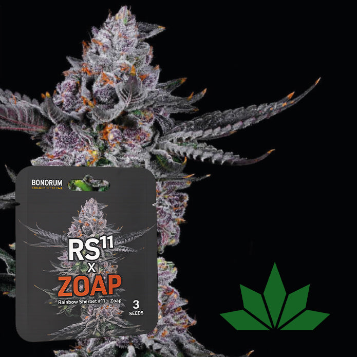 RS11 x Zoap – Feminisierte Cannabis Samen 3 Seeds (Rainbow Sherbet 11 x Zoap)