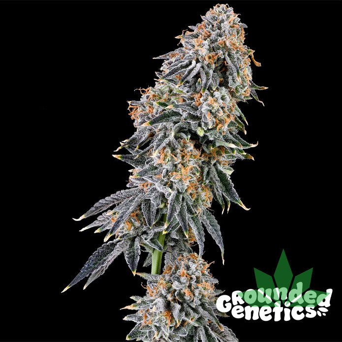 GROUNDED GENETICS - RAINBOW FUEL 7Stk. Fem. – Ansicht 2