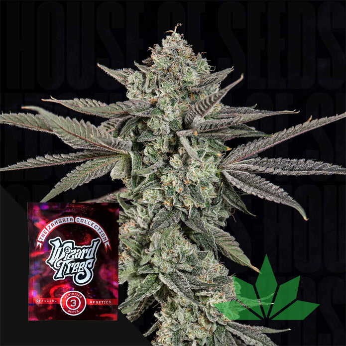 Wizard Trees – Ropegria | 3 Feminisierte Samen