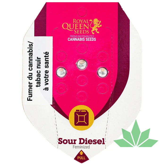 Royal Queen Seeds - SOUR DIESEL - Feminsiert - 3