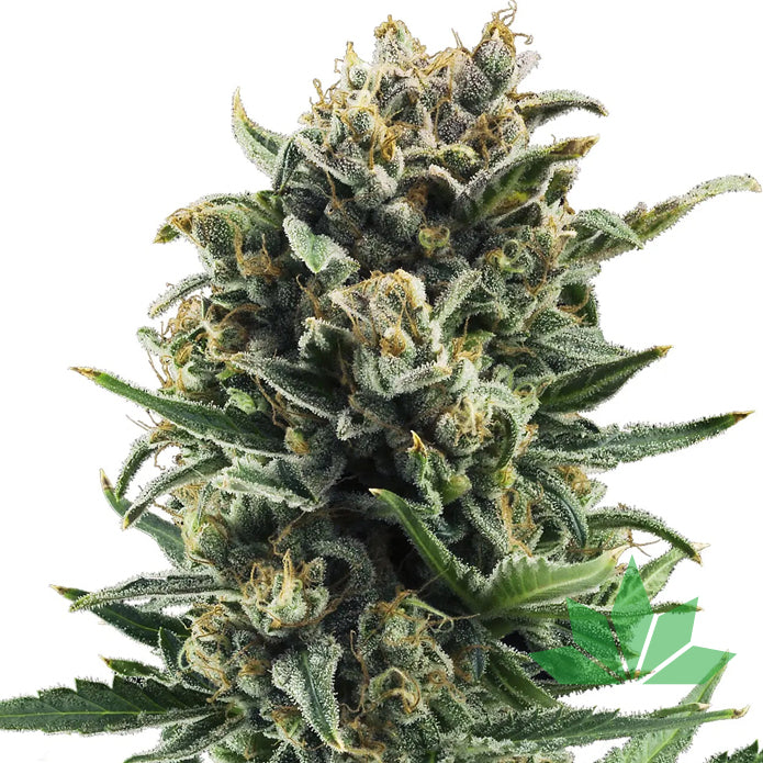 Royal Queen Seeds - BLUE CHEESE - Feminsiert - 3 Seeds – Ansicht 2