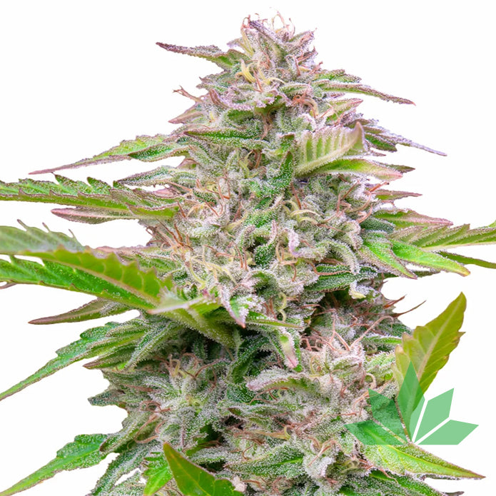 Royal Queen Seeds - CRITICAL - Feminsiert - 3 Seeds – Ansicht 2