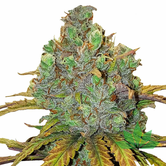 Royal Queen Seeds - El Patron - Feminsiert - 3 Seeds – Ansicht 2