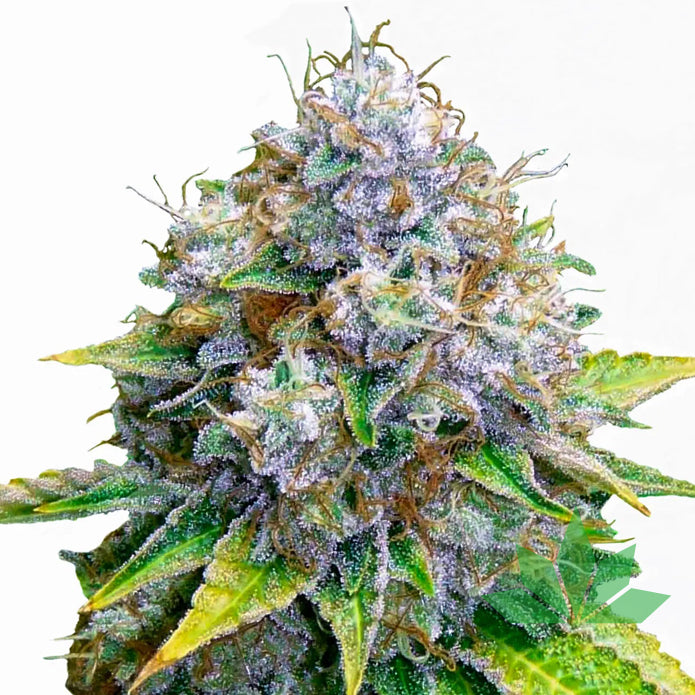 Royal Queen Seeds - OG Kush - Feminsiert - 3 Seeds – Ansicht 2