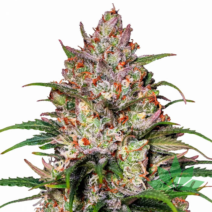 Royal Queen Seeds - SWEET ZZ - Feminsiert - 3 – Ansicht 2